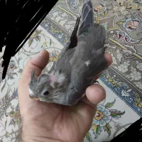 جوجه عروس البینو 20روزه