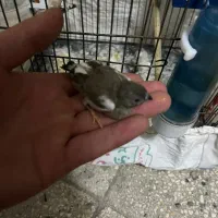 فنچ
