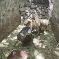 بره نر