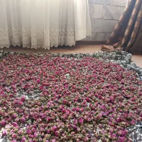 غنچه گل محمدی برگ گل
