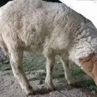 علف خوار