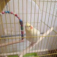 عروس هلندی