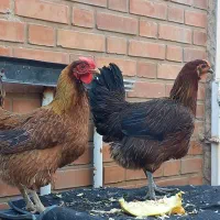 فروش‌گوشتی‌محلی‌وبدونه‌هیچ‌گونه‌مرض‌وبیماری