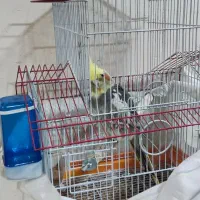 طوطی عروس هلندی