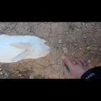 خرگوش ۱ساله