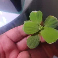 گیاه طبیعی کاهو آکواریومی