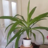 گل اشک ملکه