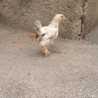 جوجه برهما لایت