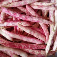 لوبیا چیتی تازه چین