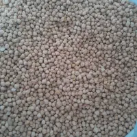 نخود دیم خوشپخت فروشی