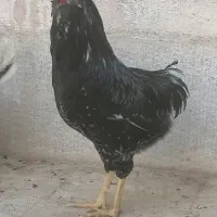 خروس گلین