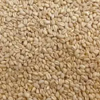 فروش گندم