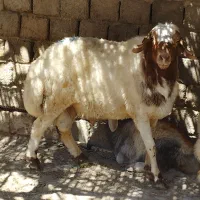 قوچ یا ورن