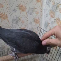 طوطی سانان کاسکو