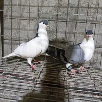 کبوتر