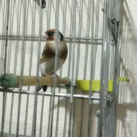 سهره تازه‌تخت