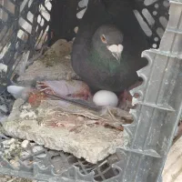 سرور سبز زاغ پلاکی زاجر