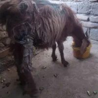 بز  10 میلیون پانصد
