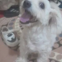 سگ شناسنامه دار