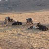 بز و بیگ سرحال چاق شیرا بفروش می رسند