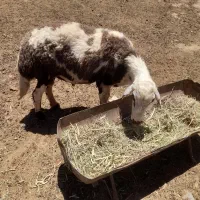 قوچ جوان