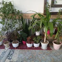 گل طبیعی همه  باهم ۳تومن