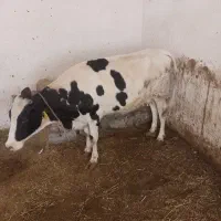 گاوجوان باگوساله یک ماه