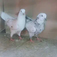 کبوتر پرشی