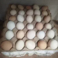 تخم مرغ نطفه دار گلین