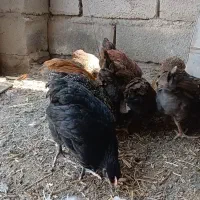 ده تا جوجه محلی