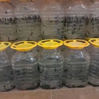 کار در فارم پرورش زالو