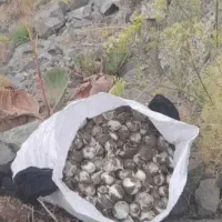 موسیر کوهی