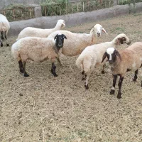 3راس میش جوان‌برهانر۶تاجمعا 155تومن