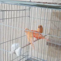 قناری ردفاکتور و وایت فاکتور