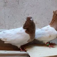کبوتر کفترکله