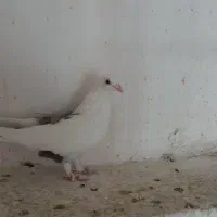 کفتر کبوتر