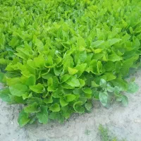 پته محلی  بادمجان جهرمی مشکی