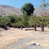 سرمایه گذار نیازمندیم سریع