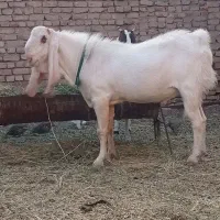 نر بز و کولار پاکستانی