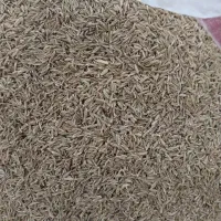 زیره سبز خوش عطر و بو تازه امسالی