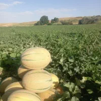 جانا محلی