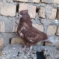 کبوتر|پرنده|اژیه, |دیوار