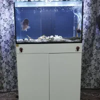 ماهی وآکواریوم ریملس معاوضه باکاسکو