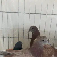 کبوتر بعدازظهری