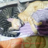 گربه خانگی