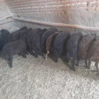 بره نر وماده معاوضه با یونجه ،گندم ،بلیم