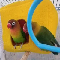 طوطی برزیلی فیشر