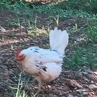 مرغ وخروس