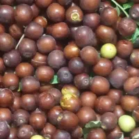 عناب تازه