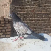 کفتر پرشی